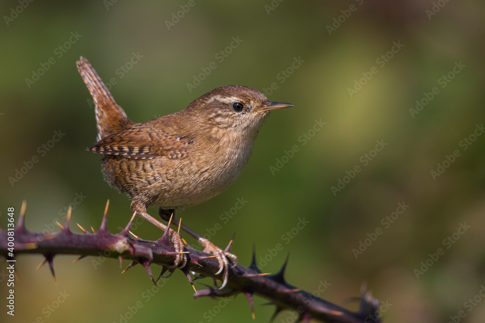 Fototapeta premium Winterkoning; Winter Wren; Troglodytes troglodytes