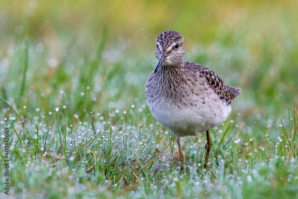 Bosruiter; Wood Sandpiper; Tringa glareola Bosruiter; Wood Sandpiper; Tringa glareola