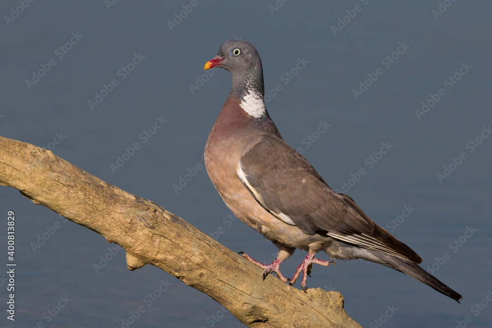 Houtduif; Common Wood Pigeon; Columba palumbus