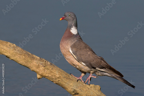 Obraz na płótnie Houtduif; Common Wood Pigeon; Columba palumbus w salonie