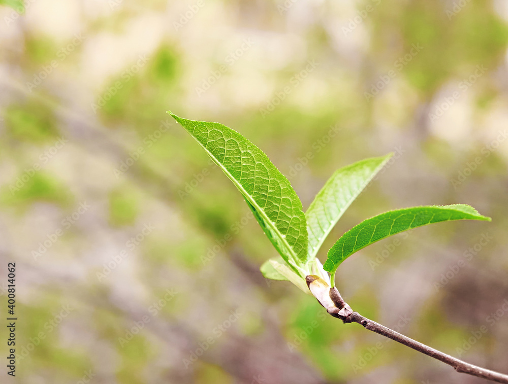 Spring background and first fresh green leaves on tree close-up on natural background. Copy space, Spring and plant growth Spring background and first fresh green leaves on tree close-up on natural background. Copy space, Spring and plant growth