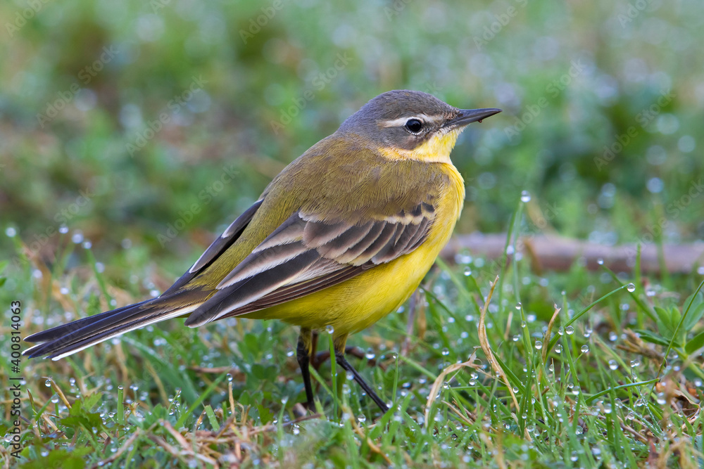 Gele Kwikstaart, Blue-headed Wagtail; Motacilla flava flava Gele Kwikstaart, Blue-headed Wagtail; Motacilla flava flava