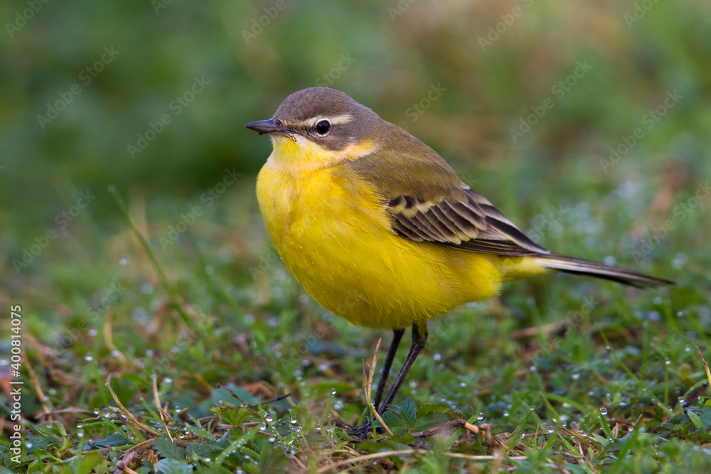 Gele Kwikstaart, Blue-headed Wagtail; Motacilla flava flava Gele Kwikstaart, Blue-headed Wagtail; Motacilla flava flava