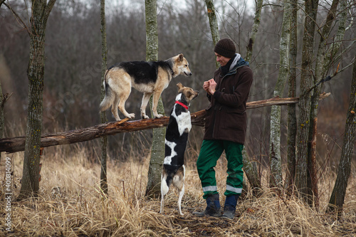 Photography Man training mixed breed dogs at atutumn meadow