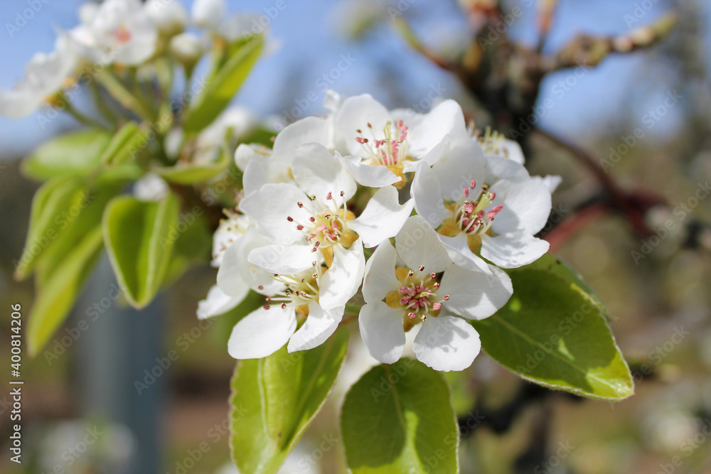 Fototapeta premium White pear blossoms with blurred green background.