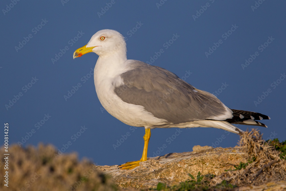 Geelpootmeeuw; Yellow-legged Gull; Larus michahellis Geelpootmeeuw; Yellow-legged Gull; Larus michahellis