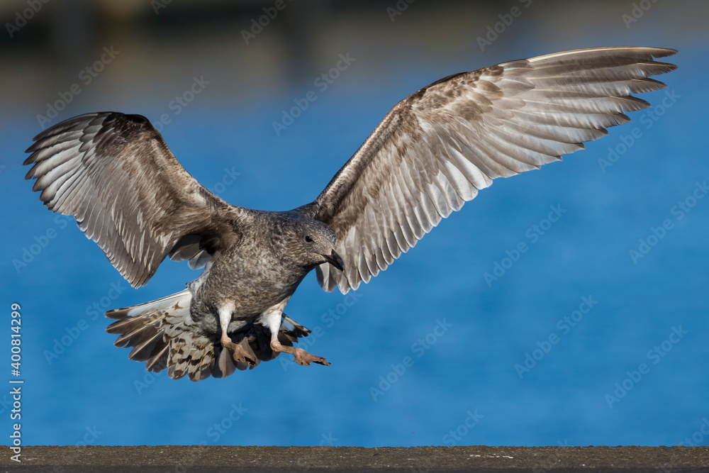 Obraz premium Azoren Geelpootmeeuw; Azores Yellow-legged Gull; Larus michahellis ssp atlantis