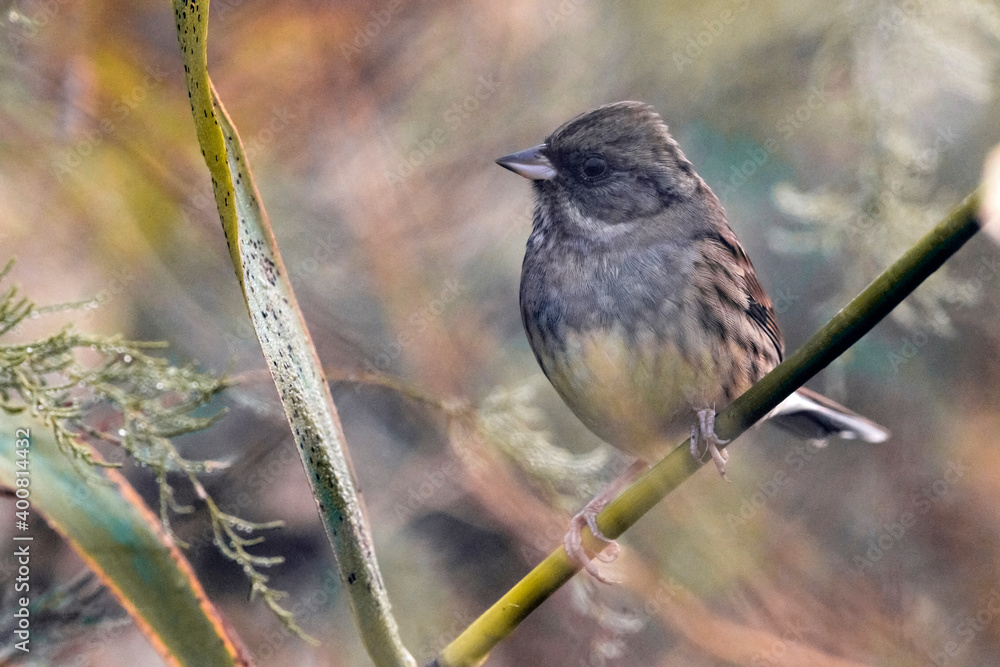 Fototapeta premium Maskergors; Black-faced Bunting; Emberiza spodocephala