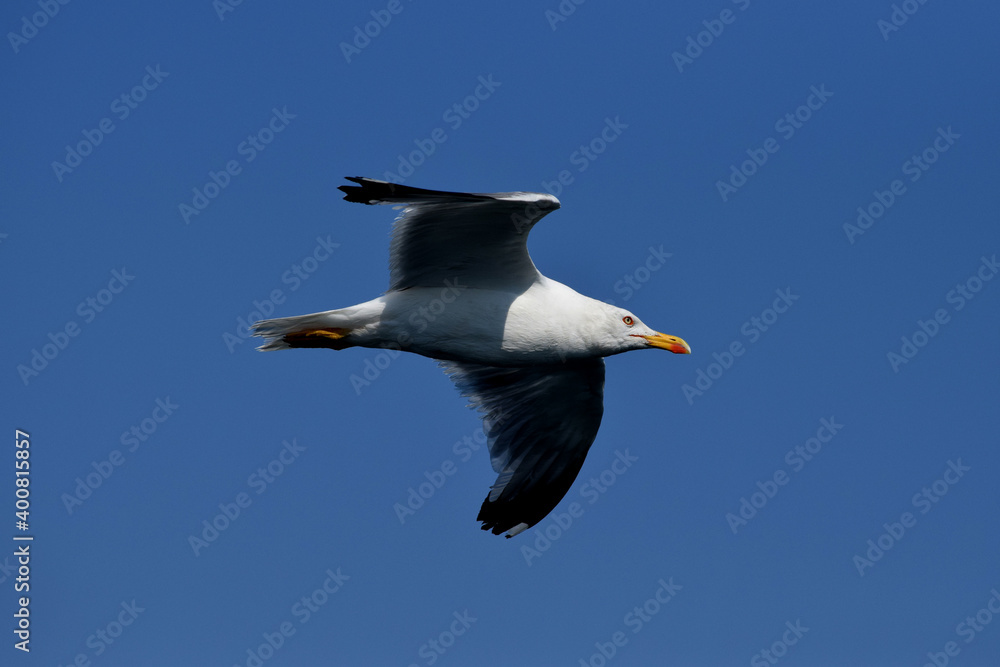 Single seagull flying in a blue sky as a background,seagull in the sky Single seagull flying in a blue sky as a background,seagull in the sky