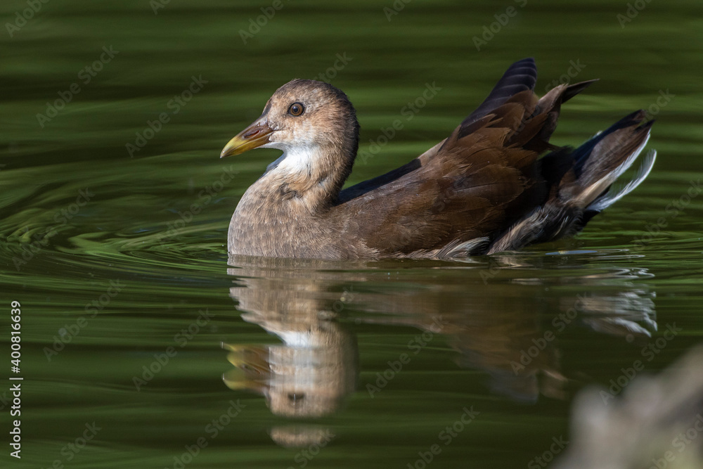 Grünfüßiges Teichhuhn (Gallinula chloropus) Jungvogel Grünfüßiges Teichhuhn (Gallinula chloropus) Jungvogel