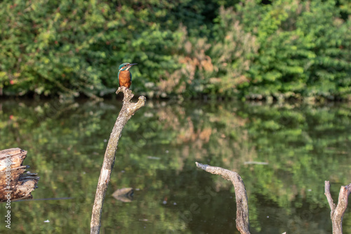 Eisvogel (Alcedo atthis) Jungvogel