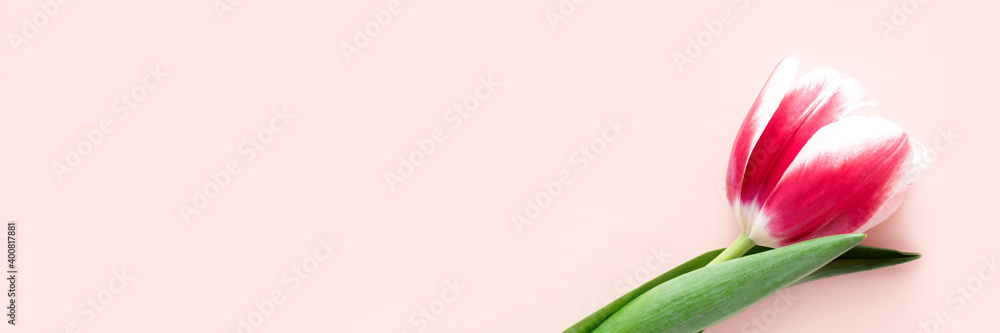 Header with lone red tulip flower on a pink background. Gift for Mothers Day. Congratulations concept with place for text. Header with lone red tulip flower on a pink background. Gift for Mothers Day. Congratulations concept with place for text.