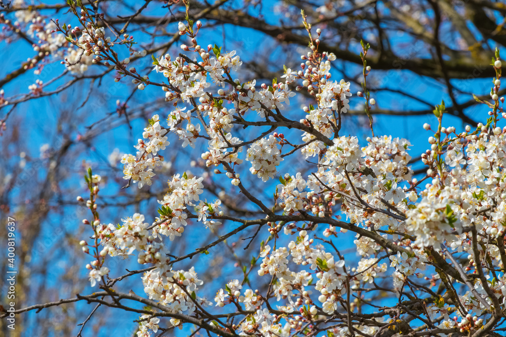 Plum blossoms. Plum flowers on a background of blue sky Plum blossoms. Plum flowers on a background of blue sky