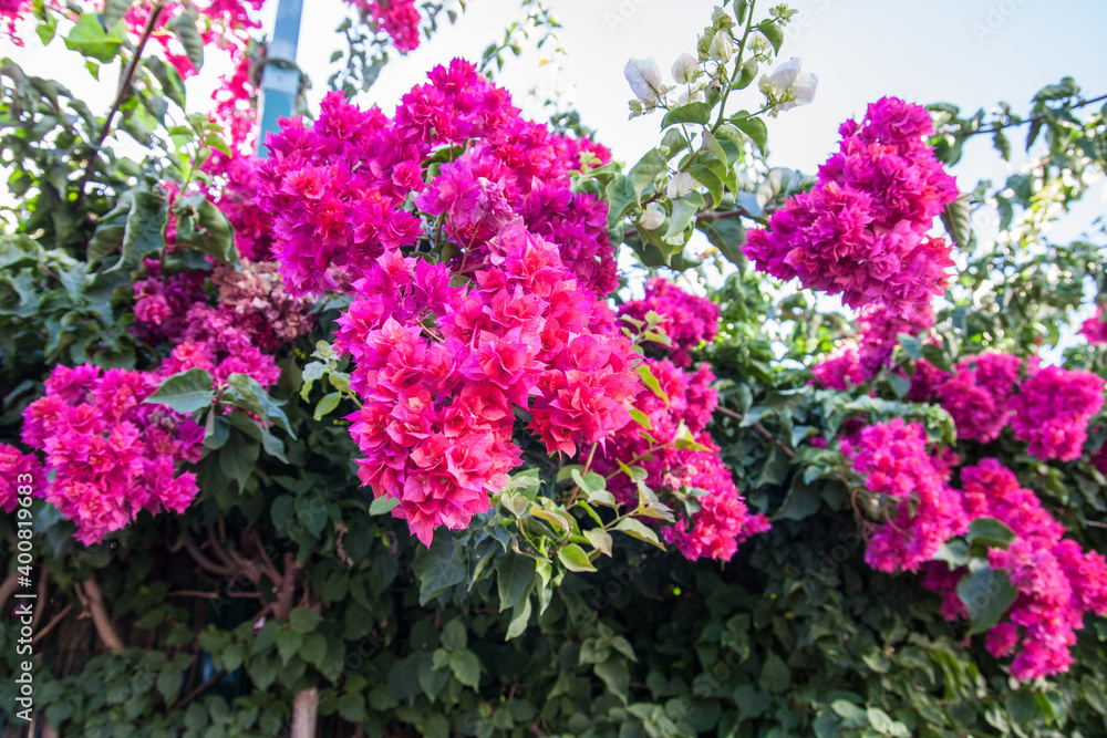 Blüten auf Madeira Blüten auf Madeira