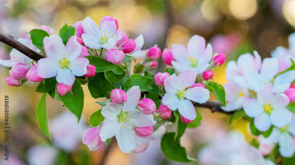 Apple blossoms. Apple flowers and buds on a tree branch Apple blossoms. Apple flowers and buds on a tree branch