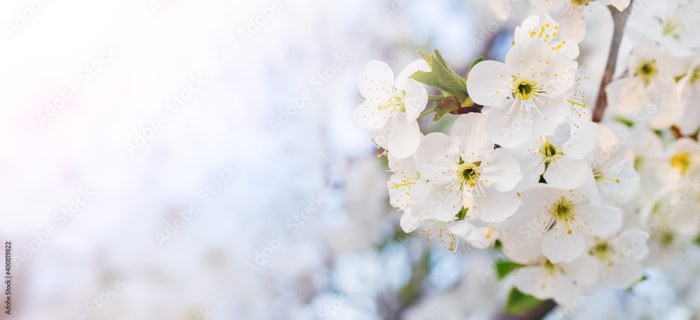 Cherry blossoms. Spring background with cherry blossoms, panorama, copy space