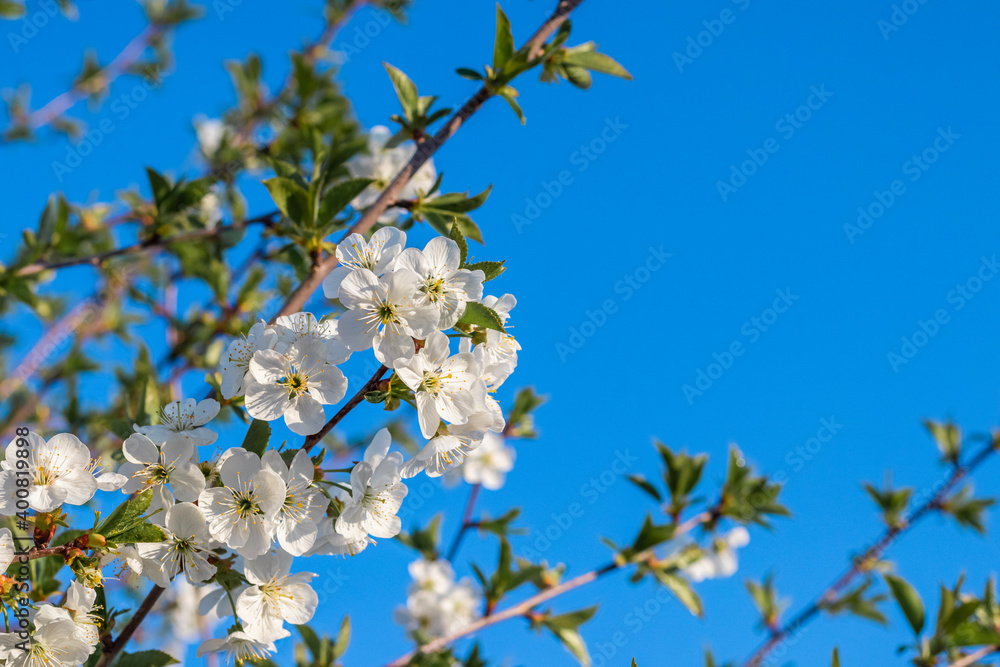 White cherry flowers on a background of blue sky in sunny weather White cherry flowers on a background of blue sky in sunny weather