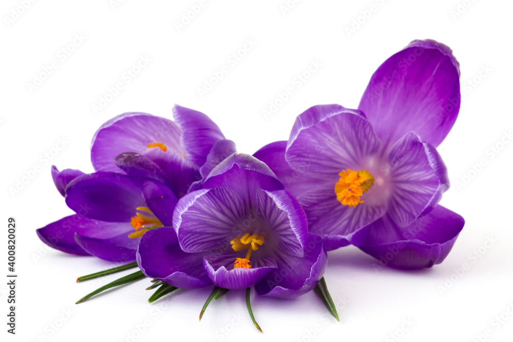 Obraz premium crocus flowers - one of the first spring flowers