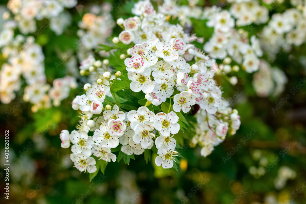 Obraz na plátně Hawthorn blossoms. Abundant white hawthorn flowers on the bushes