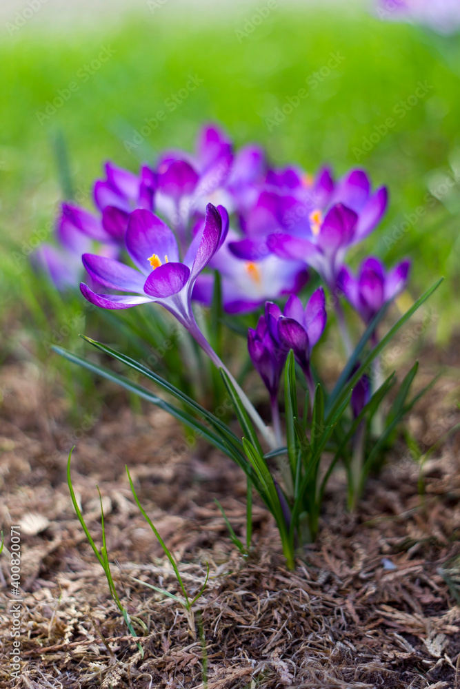 crocus flowers - one of the first spring flowers crocus flowers - one of the first spring flowers