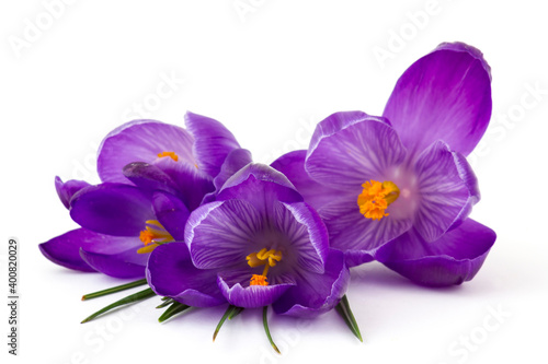 crocus flowers - one of the first spring flowers