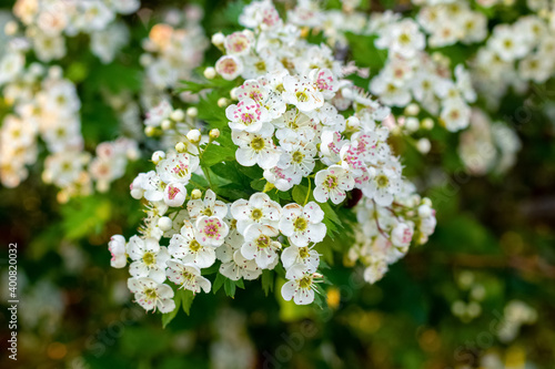 Hawthorn blossoms. Abundant white hawthorn flowers on the bushes