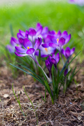 crocus flowers - one of the first spring flowers