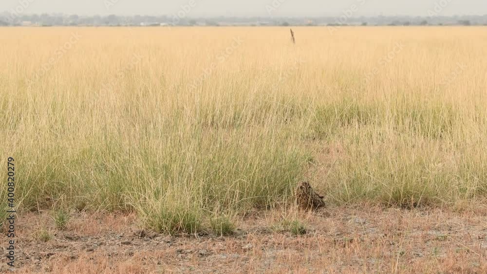 extreme wide or establishing shot of short eared owl or Asio flammeus on ground during winter migration in open field and grassland of tal chhapar sanctuary churu rajasthan india extreme wide or establishing shot of short eared owl or Asio flammeus on ground during winter migration in open field and grassland of tal chhapar sanctuary churu rajasthan india