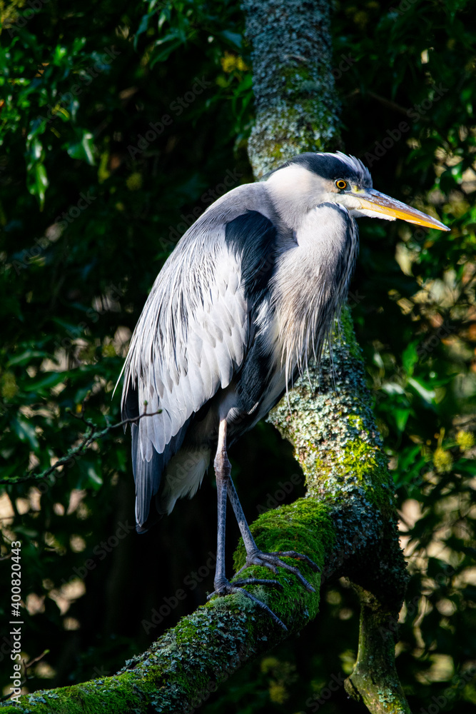 Fototapeta premium Grey Heron