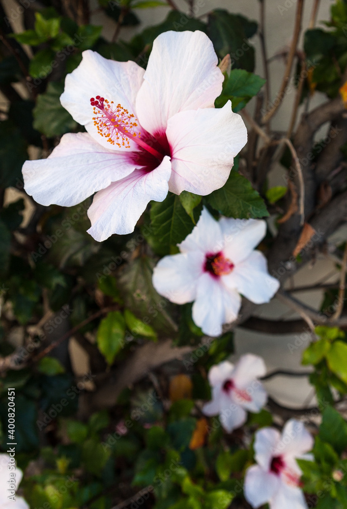 Blüten auf Madeira Blüten auf Madeira