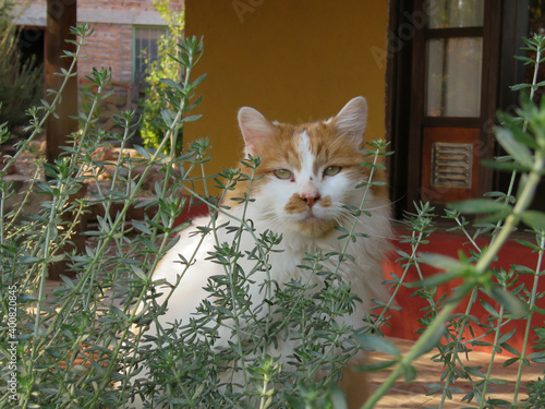 Gato de campo