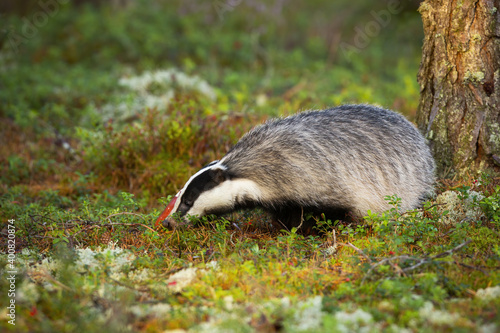 Cute european badger, meles meles, grazing in the forest during golden hour. Adult mammal out of its hole in summer. Black and white nocturnal animal looking for food among white lichen.