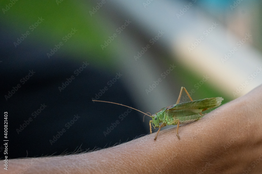 close up of a grasshopper sitting on a human arm close up of a grasshopper sitting on a human arm