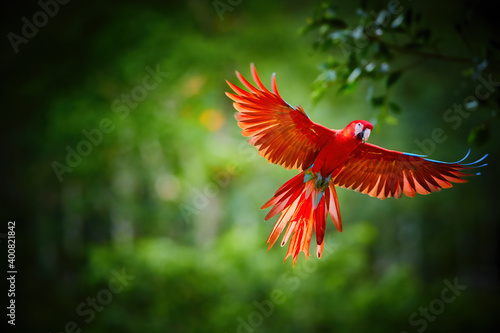 Colorful Scarlet Macaw parrot, flying directly at camera. Bright red and blue South American parrot, Ara macao, flying with outstretched  wings. Dark green rain fores background. Peru, Amazon basin.