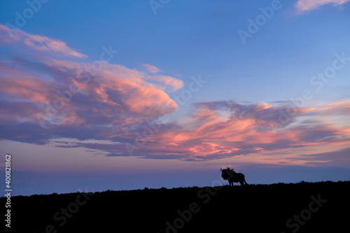 Silhouette of isolated Blue wildebeest, Connochaetes taurinus on the horizon against blue sunset sky with orange iluminated clouds. Peaceful atmosphere of african pristine nature.  Kalahari, Botswana © Martin Mecnarowski