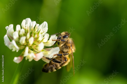 honeybee collecting pollen from a clover blossom in the garden in summertime © Alexander