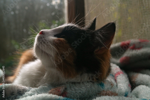 Gato disfrutando de los días de otoño