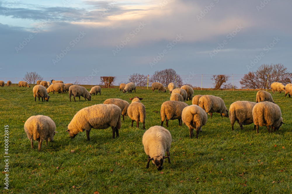 Fototapeta premium Schafherde im Licht der Wintersonnenwende