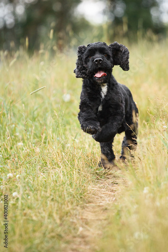 cute spaniel type black and white dog running happily with a tongue out towards the camera on a path on a green meadow in the summer © Oszkár Dániel Gáti