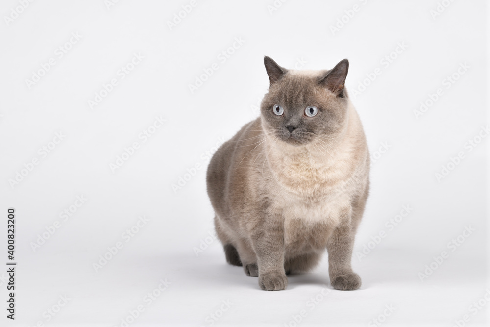 British Blue Shorthair colourpoint Cat staying