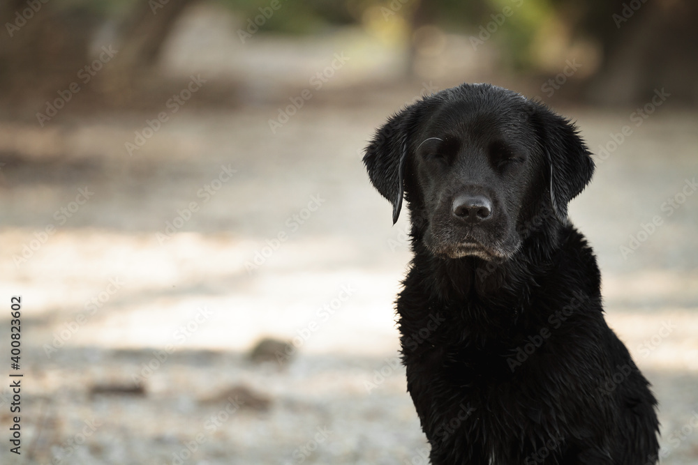 adorable wet black labrador dog portrait blinking sitting on a river shore