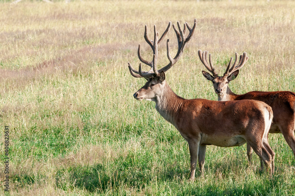 Naklejka premium Red Deer (Cervus elaphus)