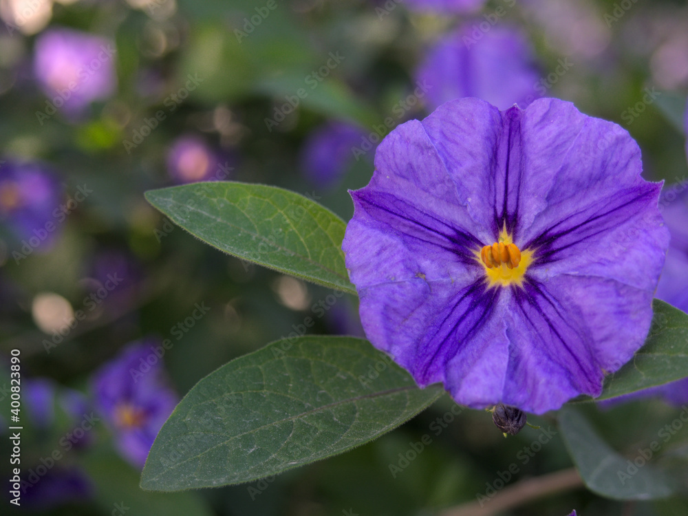 Close up Purple flower of Solanum rantonnetii. the blue potato bush or Paraguay nightshade. Purple flower with yellow centre and green leaves Close up Purple flower of Solanum rantonnetii. the blue potato bush or Paraguay nightshade. Purple flower with yellow centre and green leaves