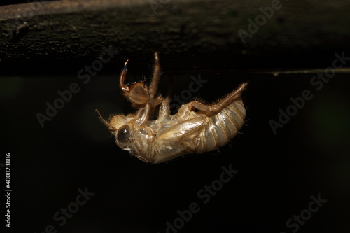 cicada skin/exoskeleton 