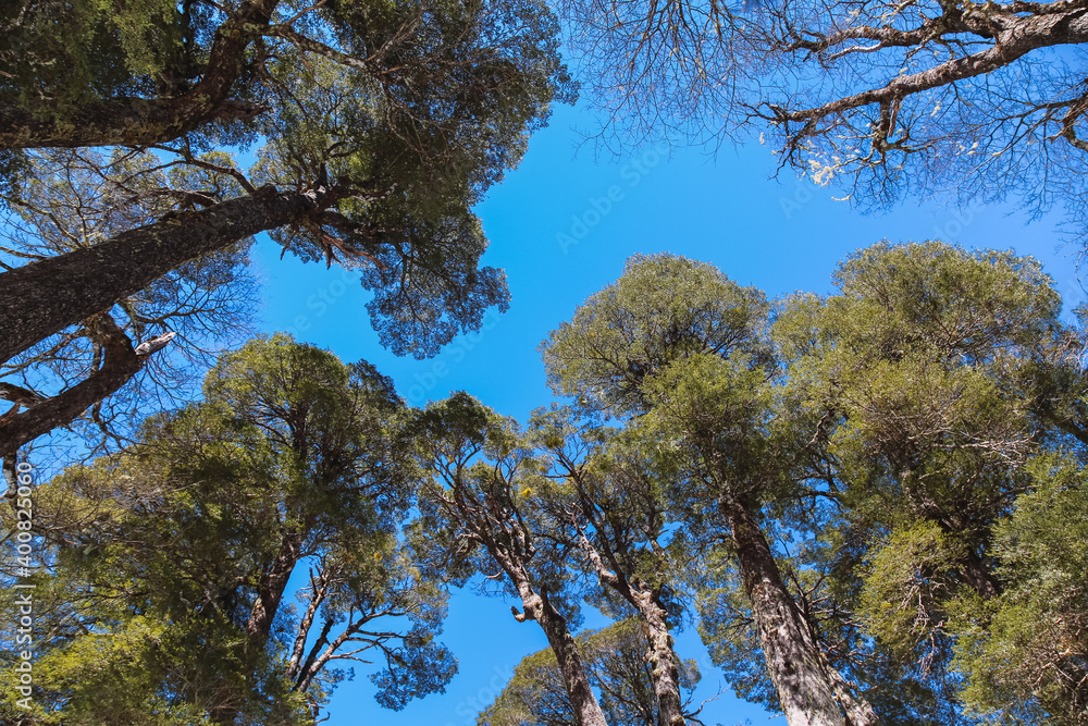 Obraz premium a view of the native forest of south america