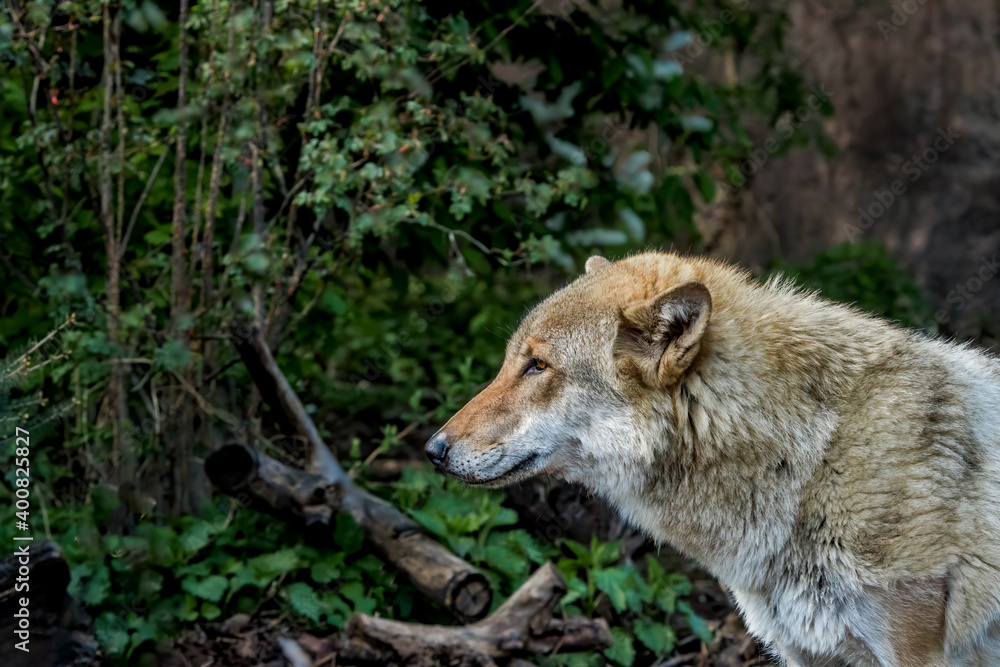 Fototapeta premium Gray Wolf (Canis lupus) in Russia