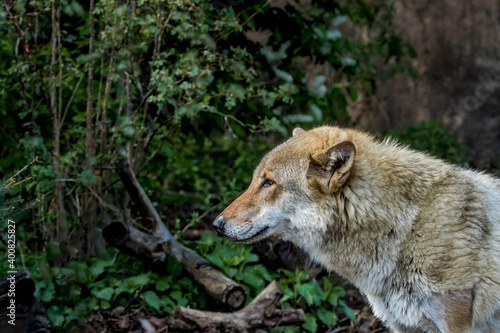 Gray Wolf (Canis lupus) in Russia