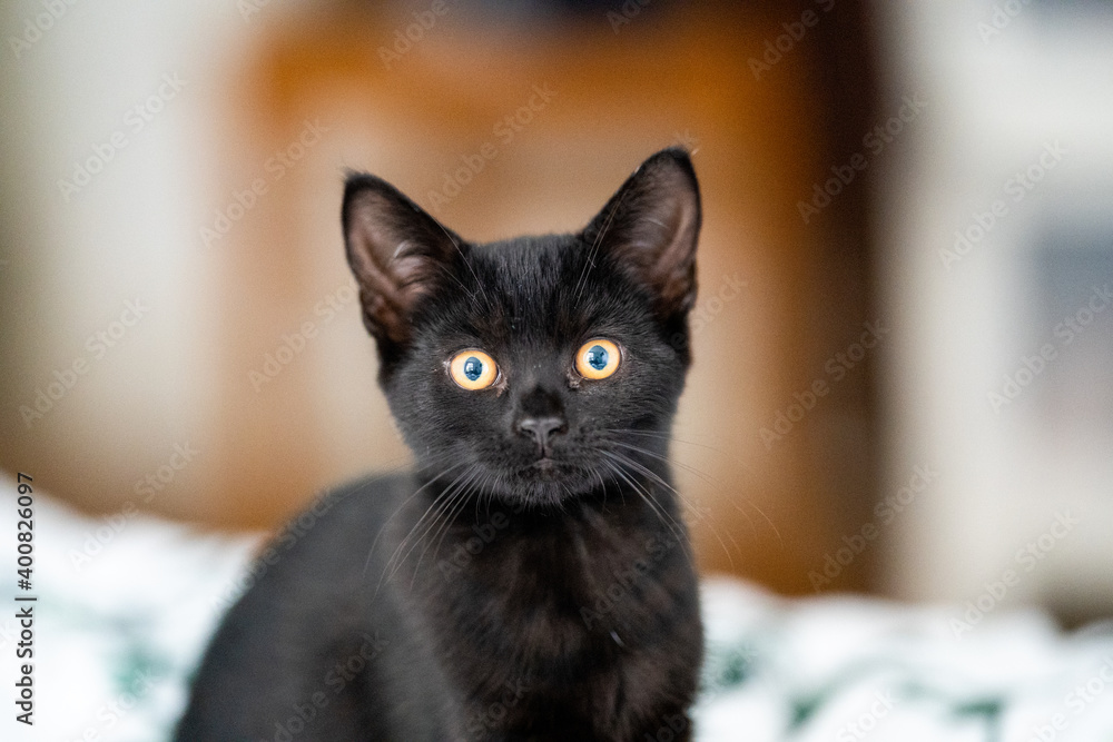 Beautiful black cat - kitten Beautiful black cat - kitten