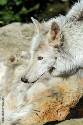 Gray Wolf (Canis lupus) in Russia