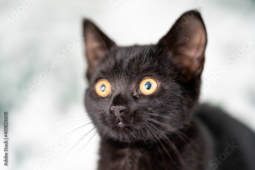 Beautiful black cat - kitten